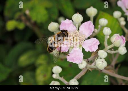 Schwebfliegen (Eristalis pertinax) Fütterung auf Bramble (Rubus fruticosus) Blume am Rande des Waldes Cheshire, England, Großbritannien, Juli. Stockfoto