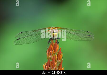 Schwarze Darter Libelle (Sympetrum danae) Weibchen in Ruhe auf Moor Asphodel, Montiaghs Moss, Aghalee, County Antrim, Irland, Juli. Stockfoto