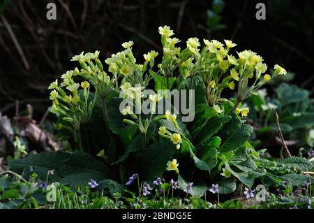 Falschoxlippe (Primula vulgaris x veris) in Blüte. Dorset, Großbritannien, März. Stockfoto