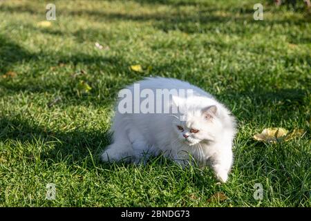 Persisch ist eine Katze aus dem persischen oder iranischen Katzen wurden in Ländern in Europa und Amerika für fast hundert Jahre gefüttert. Stockfoto