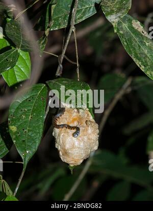 Rotkielschlange (Xenochrophis trianguligerus), die das Schaumnest von Wallaces fliegendem Baumfrosch (Rhacophorus nigropalmatus) vordatiert Danum Valley, Sab Stockfoto