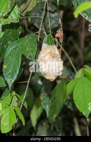 Wallace fliegenden Frosch ( Rhacophorus nigropalmatus) Schaumnest überhängenden Teich. Darnum Valley, Sabah, Borneo. Stockfoto