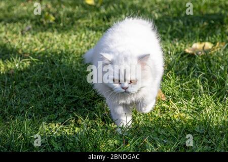 Persisch ist eine Katze aus dem persischen oder iranischen Katzen wurden in Ländern in Europa und Amerika für fast hundert Jahre gefüttert. Stockfoto