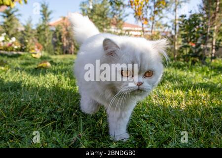 Persisch ist eine Katze aus dem persischen oder iranischen Katzen wurden in Ländern in Europa und Amerika für fast hundert Jahre gefüttert. Stockfoto