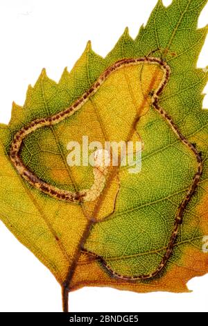 Birke Zwergmotte (Stigmella betulicola) Larve Mine in Silber Birke Blatt. Surrey, England, Großbritannien. Stockfoto