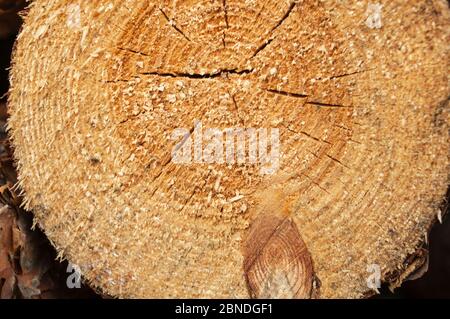Schnitt eines Kiefernholzschlocks unregelmäßige Form mit Textur, Ring, Risse und Knoten. Braun, Foto vorne Stockfoto