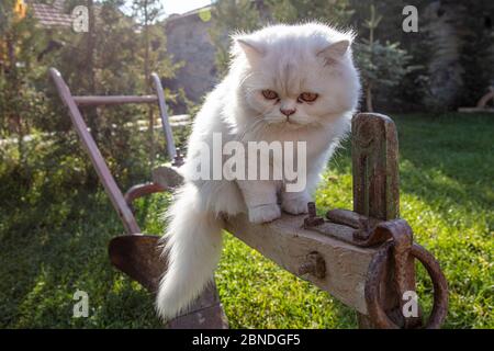 Persisch ist eine Katze aus dem persischen oder iranischen Katzen wurden in Ländern in Europa und Amerika für fast hundert Jahre gefüttert. Stockfoto