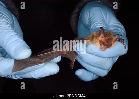 Bechstein-Fledermaus (Myotis bechsteinii), eine seltene, bedrohte Art der alten Waldgebiete in Großbritannien, mit einem Flügel während eines herbstlichen Schwärmen sur gehalten Stockfoto