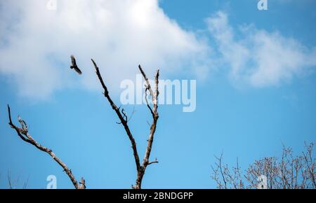 Ein Greifvogel fliegt mühelos in den offenen blauen und weißen Himmeln über einen toten Baum in Missouri. Bokeh. Stockfoto