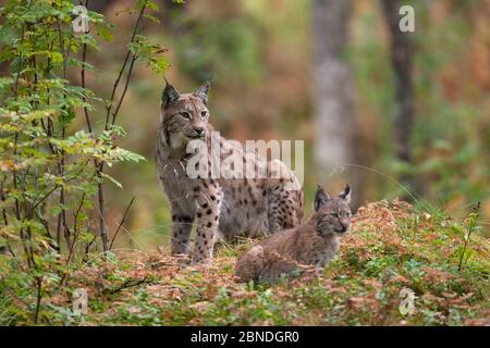Eurasischer Luchs (Luchs Luchs) mit Kätzchen im herbstlichen borealen Wald, gefangen. Norwegen. September. Stockfoto