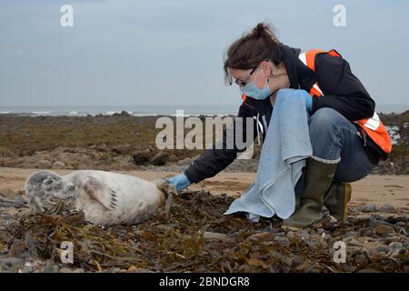 Michelle Clement, eine britische Divers Marine Life Rescue Tiermedizinerin, die die Schwanzflossen eines kranken, verletzten Robbenvotelers (Halichoerus grypus) inspiziert Stockfoto