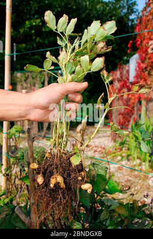 Ein Bauer hält eine Erdnusspflanze, die er gerade aus dem Boden gegraben hat. Erdnussschalen können unter den Wurzeln der Pflanze gesehen werden. In Italien Stockfoto