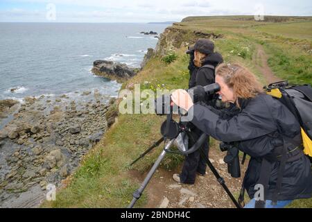 Sue Sayer und Kate Hockley von der Cornwall Seal Group beobachten von einem Felsen aus die Kegelrobben (Halichoerus grypus), um die Robben zu identifizieren. Cornwall, Großbritannien, J Stockfoto