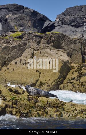 Erwachsene Graurobbe (Halichoerus grypus), die bei Ebbe auf Offshore-Felsen ruht, The Carracks, St.Ives, Cornwall, UK, Juni. Stockfoto