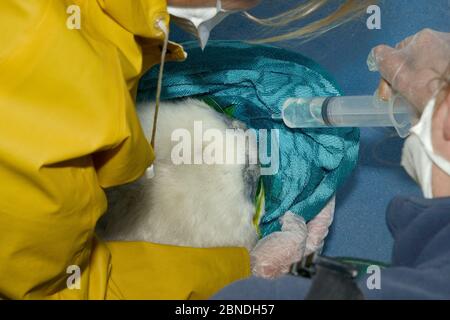 Pförtnerloge spülen Augen von kranken, verletzten Grauen Seal Welpen (Halichoerus grypus) 'Boggle' gespült mit Kochsalzlösung, Cornish Seal Sanctuary Krankenhaus, Gweek Stockfoto