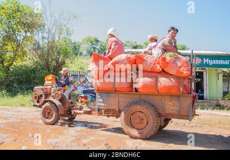 Bagan Myanmar - Oktober 31 2013; Rustikale kleine alte Traktor bekannt als chinesische Ochse hoch gestapelt mit Oinion auf Sack und Bauern sitzen auf der Spitze. Stockfoto