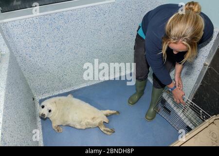 Kranke, verletzte Robbenschwänzchen (Halichoerus grypus) 'Boggle', in eine Zelle im Cornish Seal Sanctuary Hospital entlassen von Reychell Harris, Gweek, Stockfoto