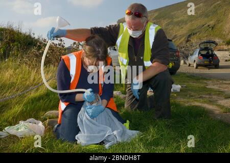 Die britische Divers Marine Life Rescue Tiermedizinerin Michelle Clement hat einen Schlauch von Kollege Simon Dolphin in die Kehle einer verletzten Kegelrobbe gesteckt Stockfoto