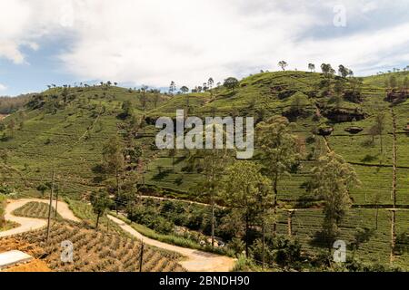 Steil terrassenförmig angelegte Hänge mit landwirtschaftlichen Nutzpflanzen in einer ländlichen Landschaft in Sri Lanka, Asien mit einem kultivierten Tal darunter Stockfoto