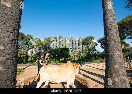 Myanmar - Oktober 31 2013; Tourist versucht, den Ochsen zu treiben, indem sie den Schleifer dreht, der Palmöl von lokalen Bäumen macht., Stockfoto