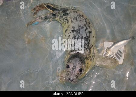 Die Grauen Robbenschweine (Halichoerus grypus) 'Uno' in einem kleinen Schwimmbad im Krankenhaus Cornish Seal Sanctuary, Gweek, Cornwall, Großbritannien, Oktober. Stockfoto