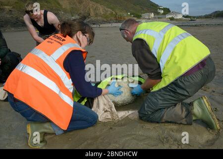 British Divers Marine Life Rescue Tiermediziner Michelle Clement und Simon Dolphin bewegen eine verletzte Grauen Robben Welpen (Halichoerus grypus) 'Boggle' foun Stockfoto