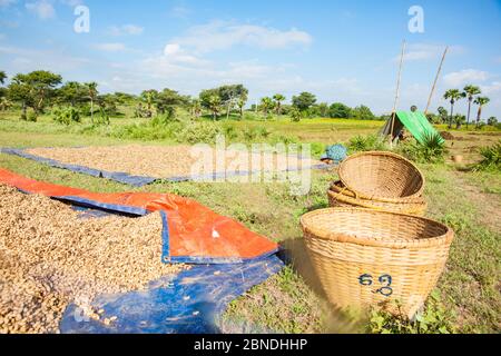 Bagan Myanmar - Oktober 31 2013; Erdnuss Ernte Nüsse trocknen auf großen Blättern neben Körben und mit Menschen auf Feldern, die Nüsse aus dem Boden Stockfoto