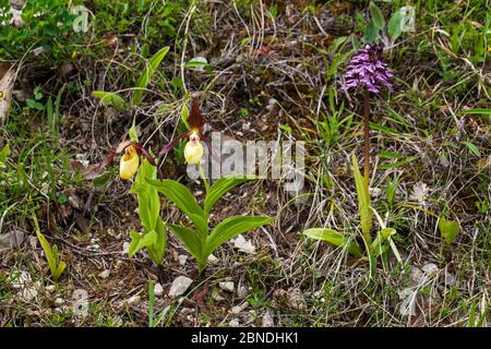 Lady's Slipper Orchidee (Cypripedium calceolus) und Lady Orchidee (Orchis purpurea) Vercors Regional Natural Park, Frankreich, Juni. Stockfoto