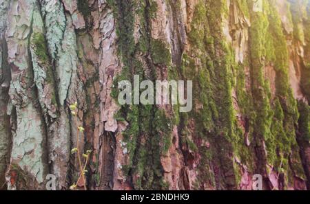 Geprägte Textur der braunen Rinde eines Baumes mit grünem Moos Stockfoto