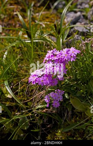 Vogelperle (Primula farinosa) wächst am Ufer der Straße, Col du Tourmalet, Nationalpark Pyrenäen, Frankreich, Juli. Stockfoto
