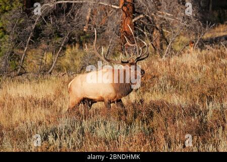 Rocky Mountain Elch (Cervus canadensis nelsoni) männliche Rufen während der Furche, West Horseshoe Park, Rocky Mountain National Park, Colorado, USA, Septembe Stockfoto