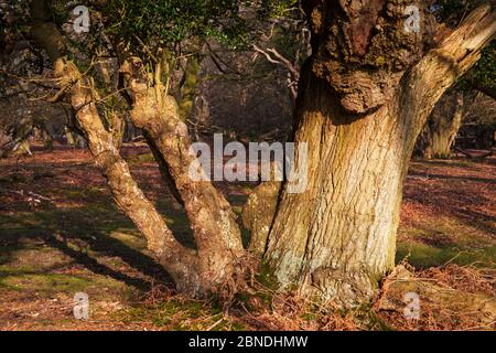 Englische Eiche (Quercus robur) und Holly (Ilex aquifolium) Bracely Wood, New Forest National Park, Hampshire, England, Großbritannien, März. Stockfoto