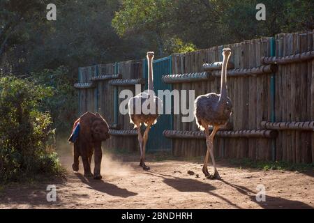 Afrikanisches Elefantenkalb (Loxodonta africana) Wandern mit zwei Straußen (Struthio camelus) in David Sheldrick Afrikanisches Elefantenwaisenhaus. Nairobi Nation Stockfoto