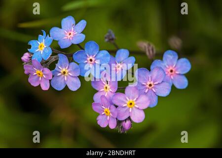 Alpine Holz Vergissmeinnicht (Myosotis alpina) Nahaufnahme von Blumen, Vercors Regional Natural Park, Frankreich, Juni. Stockfoto