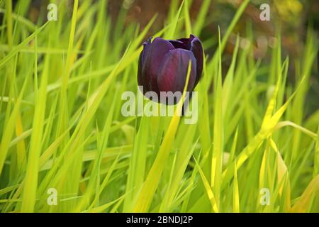 Nahaufnahme einer dunkelroten, burgandischen oder lila Tulpenblüte vor grünem Grashintergrund im öffentlichen Garten in Stavanger, Norwegen. Stockfoto
