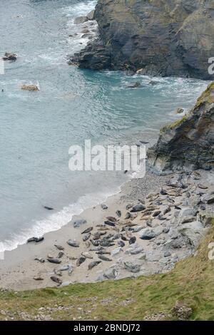 Kolonie der Kegelrobben (Halichoerus grypus), die sich auf einem Sandstrand unterhalb hoher Klippen in der Nähe von St.Ives, Cornwall, Großbritannien, Februar, ausruhen. Stockfoto