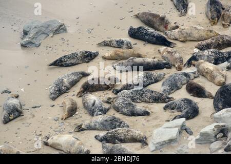 Kolonie der Kegelrobben (Halichoerus grypus), die sich auf einem Sandstrand in der Nähe von St.Ives, Cornwall, Großbritannien, Februar, ausruhen. Stockfoto