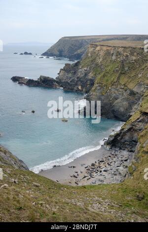 Kolonie der Kegelrobben (Halichoerus grypus), die sich auf einem Sandstrand unterhalb hoher Klippen in der Nähe von St.Ives, Cornwall, Großbritannien, Februar, ausruhen. Stockfoto