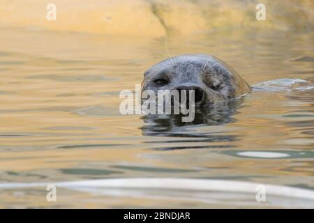 Ein Augen erwachsenes Männchen Common / Harbour Seal (Phoca vitulina) 'Babyface' mit weit geöffneten Nasenlöchern, in einem Pool, wo er ein langjähriger Bewohner ist, Cornish SE Stockfoto