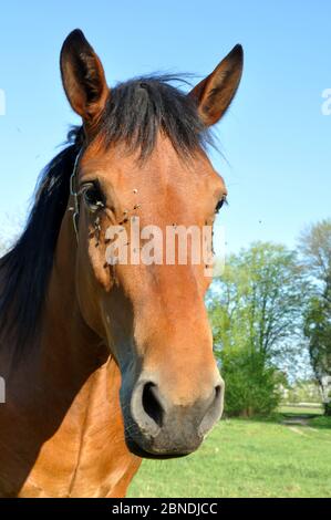 Pferdekopf aus nächster Nähe mit vielen Fliegen in Augennähe. Stockfoto