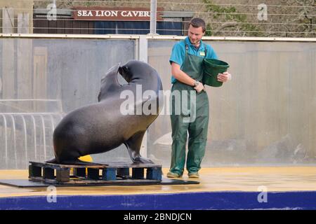 Dan Jarvis trainiert einen männlichen kalifornischen Seelöwen (Zalophus californianus) Andre, um seine Körperaktionen zu imitieren. Cornish Seal Sanctuary, Gweek, Cornwall, Großbritannien, Stockfoto