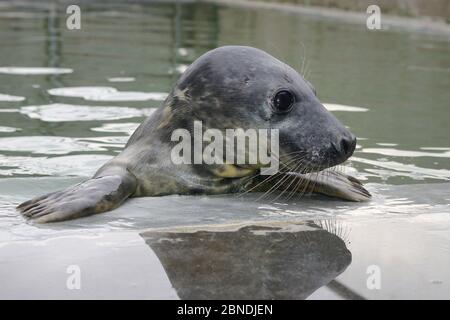 Gerettete Robbenjunge (Halichoerus grypus) in einem isolierten Kinderbecken, wo es bis stark genug gehalten werden, um andere Welpen zu verbinden und dann releas werden Stockfoto