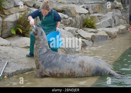 Pfleger Amy Souster füttert blinden erwachsenen Männchen Grauer Seehund (Halichoerus grypus) 'Marlin' wird von Amy Souster als Hand gefüttert, nachdem er noch liegen muss Stockfoto