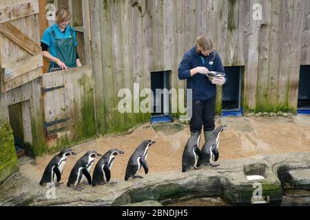 Keeper Amy Souster füttern Humboldt-Pinguine (Spheniscus humboldti) während Kate Owen zeichnet, wie viele Fische jeder Vogel bekommt, Cornish Seal Sanctuary Stockfoto