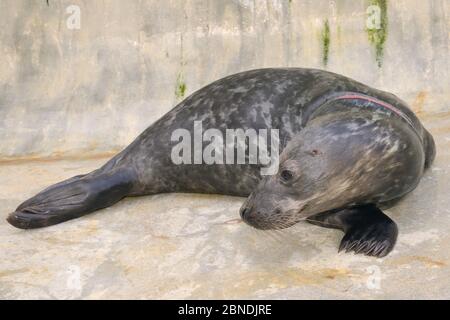 Gerettete Robbenmupe (Halichoerus grypus) 'Joker' mit schweren Verletzungen durch Verschränkung in einem Fangnetz. In einem isolierten Kinderbecken, wo es Wil gehalten Stockfoto