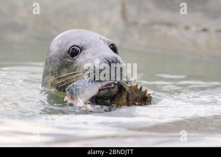 Gerettete Robbenschweine (Halichoerus grypus), die sich in einem isolierten Kinderbecken auf Mackerel ernährt, wo sie so lange aufbewahrt wird, bis sie fest genug sind, um sich anderen pu anzuschließen Stockfoto