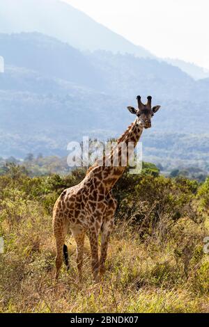 Masai Giraffe (Giraffa camelopardalis tippelskirchi) vor dem Berg Meru, Arusha Nationalpark, Tansania, Ostafrika, September. Stockfoto