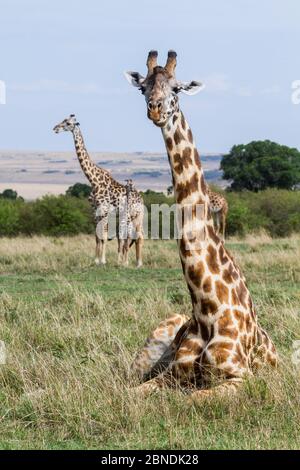 Masai Giraffe (Giraffa camelopardalis tippelskirchi) Erwachsener, der mit Mutter und Kalb im Hintergrund ruht, Maasai Mara Game Reserve, Kenia Stockfoto