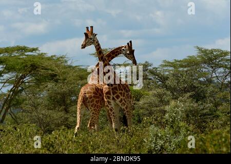 Zwei Rothschilds Giraffen (Giraffa camelopardalis rothschildi), die unter Akazien kämpfen, Nakuru, Kenia, Oktober. Stockfoto