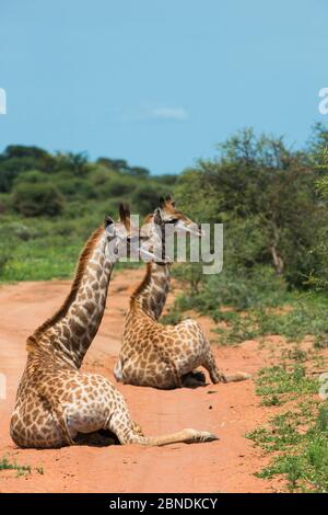 Zwei Giraffen (Giraffa camelopardalis) auf dem Boden sitzend, Marakele Nationalpark, Limpopo Provinz, Südafrika. Stockfoto